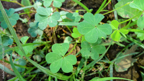 Wallpaper Mural fresh green leaf close-up waiting for autumn at natural background Torontodigital.ca