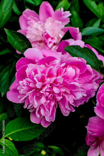 Macro of a bright pink peony on a background of foliage