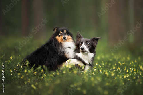 two fluffy dogs posing together in the forest