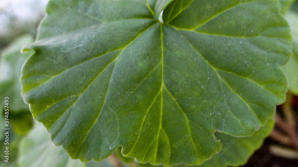 fresh green leaf close-up waiting for autumn at natural background fresh green leaf close-up waiting for autumn at natural background