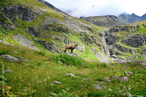 Nature in the national park with a chamois in the middle of the photo. Mountain meadow with flowers and rocks. Dramatic sky with peaks.