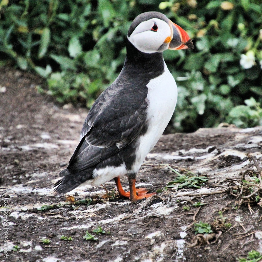 A view of a Puffin A view of a Puffin