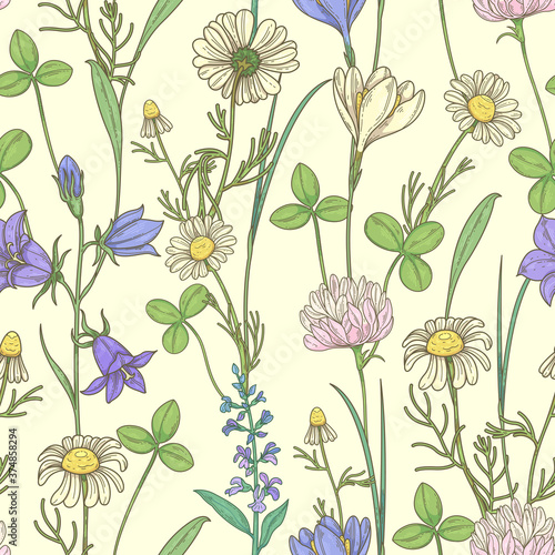Seamless pattern with wildflowers. Pattern with daisies, clover and bellflowers