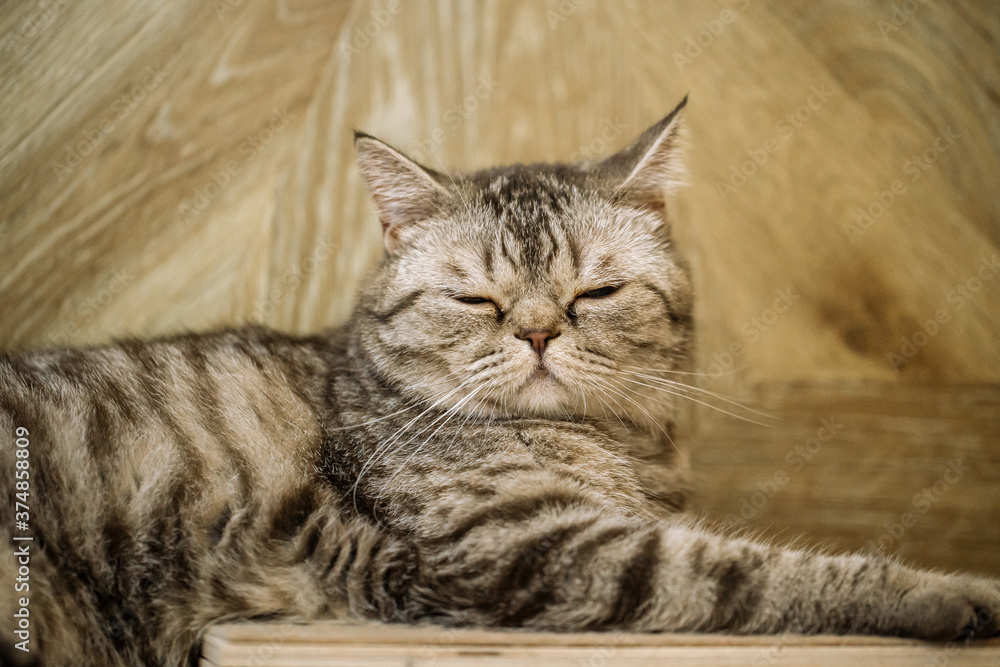British shorthaired tabby cat with closed eyes