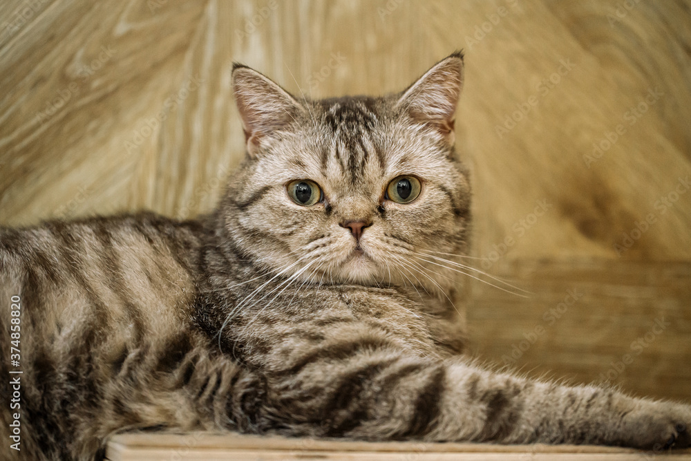 British shorthaired tabby cat looking in camera