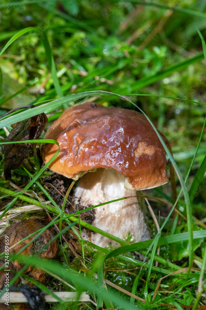Close-up of boletus mushroom in the forest Close-up of boletus mushroom in the forest