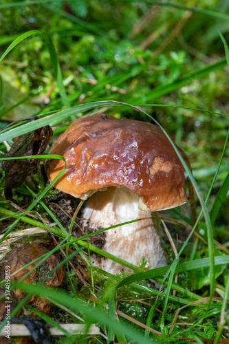 Close-up of boletus mushroom in the forest