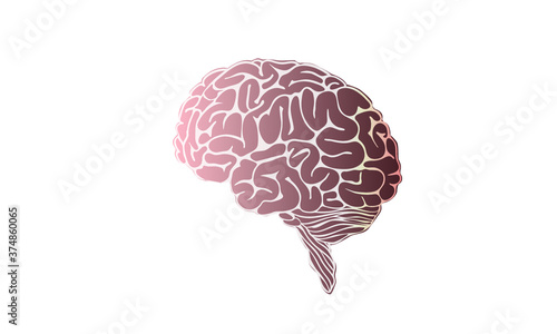 Human brain illustration, side view, vector