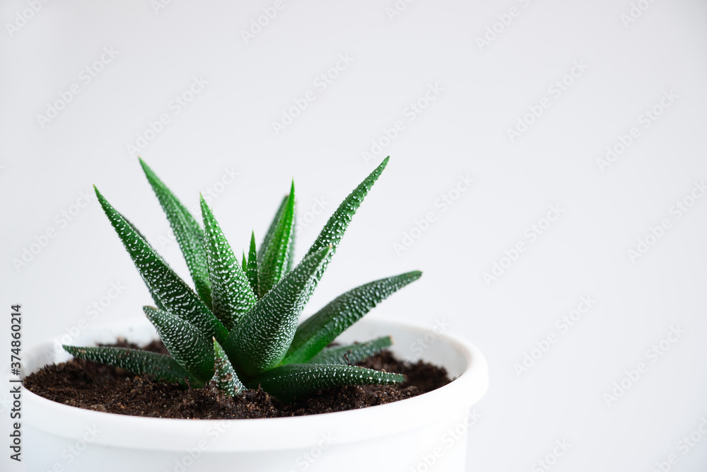 Succulent plant (Haworthia) close-up on a white background. Home floriculture concept. Succulent plant (Haworthia) close-up on a white background. Home floriculture concept.