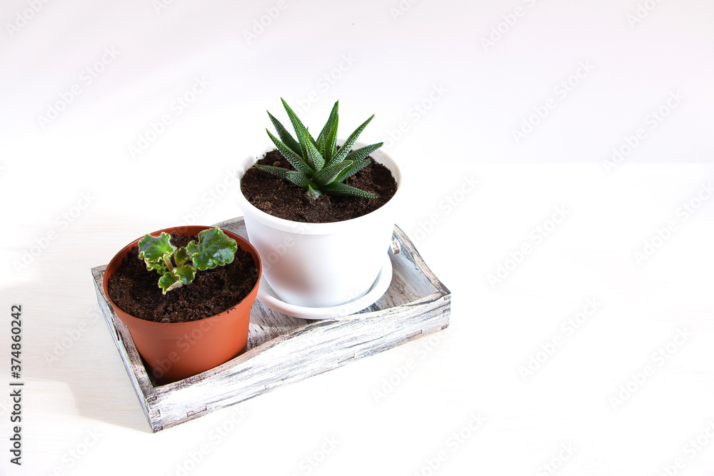 Two flower pots with small succulent plants on a white background. Home floriculture concept. Two flower pots with small succulent plants on a white background. Home floriculture concept.