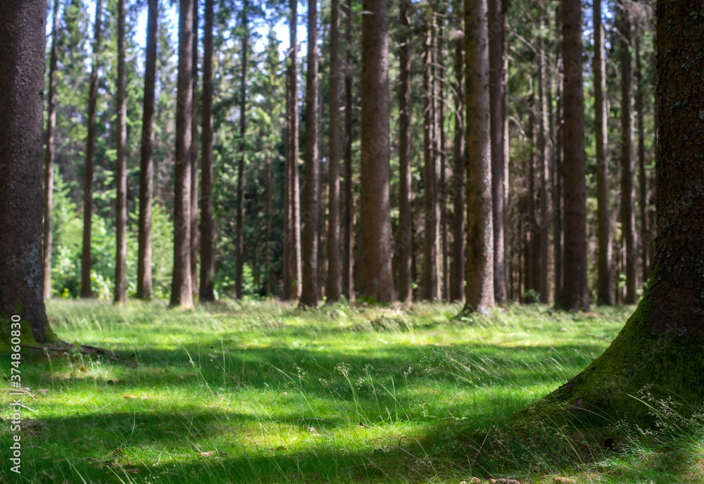 Fototapeta premium Heller Wald mit Wiese