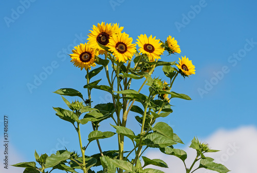 tall sunflowers on blue sky