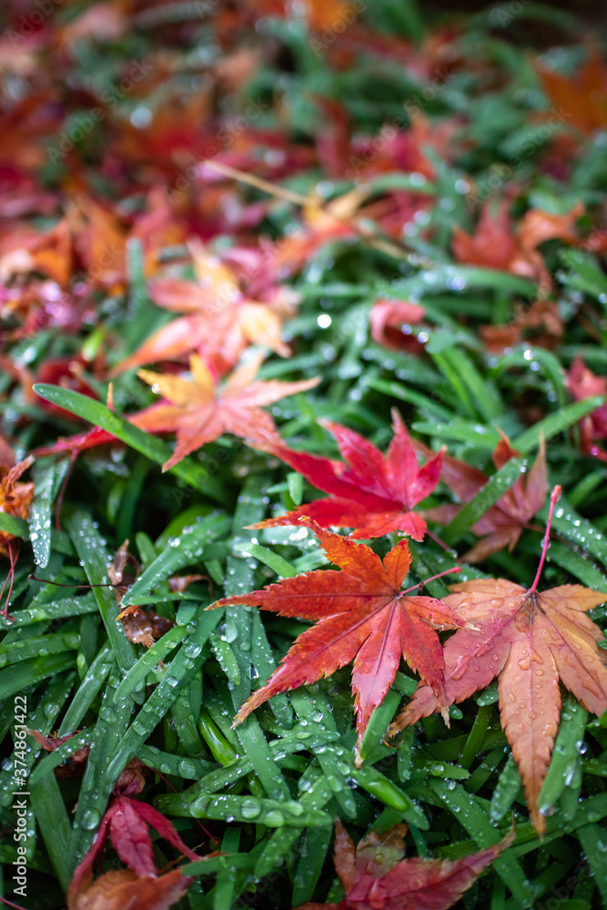 紅葉 秋のイメージ 紅葉 秋のイメージ