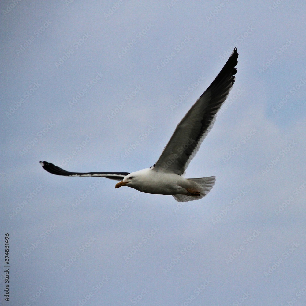 Obraz premium seagull in flight