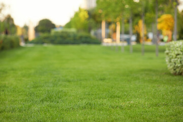 Fresh green lawns in spring. green grass nature background texture.