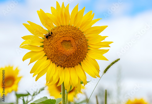 Close-up of a Sunflower and bee