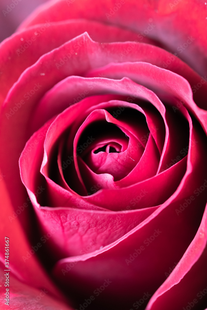 Obraz premium バラの花