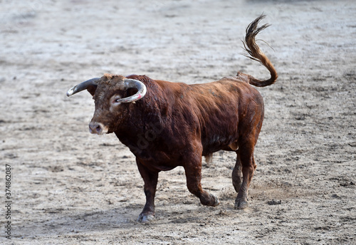 a spanish bull on the bullring on traditional spectacle of bullfight