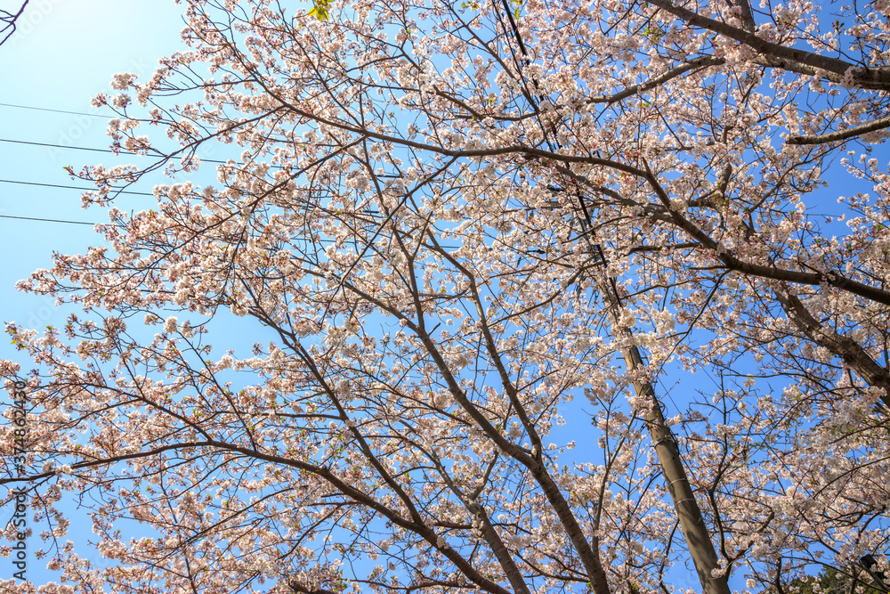 桜の花　春のイメージ