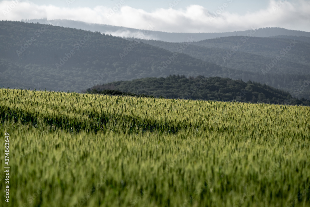 Grünes Feld mit grauen Bergen