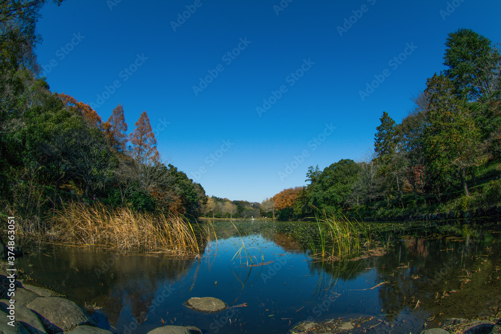 Fototapeta premium 日本の公園の風景