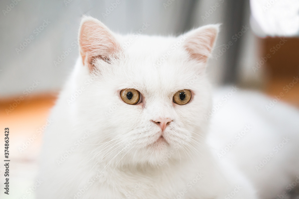 White british shorthair cat with yellow eyes