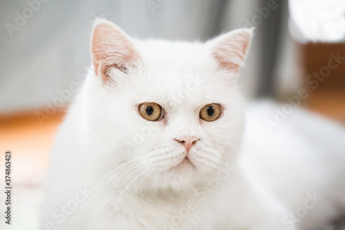 White british shorthair cat with yellow eyes © Hihitetlin