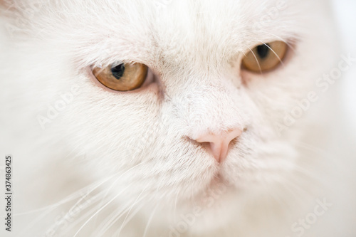 White british shorthair cat with yellow eyes