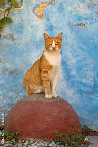 Alert cat, red mackerel tabby with white, sitting on a red round stone in front of a blue wall, Rhodes, Greece photo