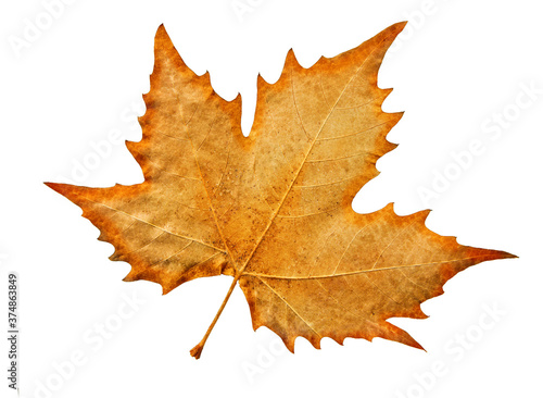 Close up on autumn maple leaf isolated on white background.
