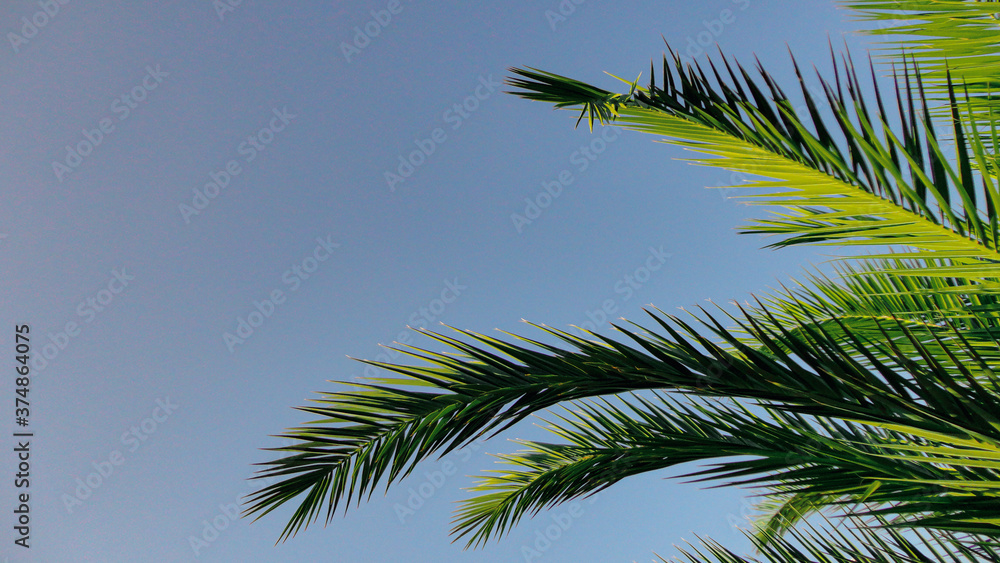 The sharp leaves of a palm tree. Palm leaf on nature green texture background The sharp leaves of a palm tree. Palm leaf on nature green texture background