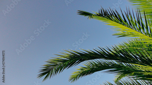 The sharp leaves of a palm tree. Palm leaf on nature green texture background