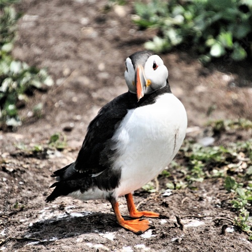 A view of an Atlantic Puffin