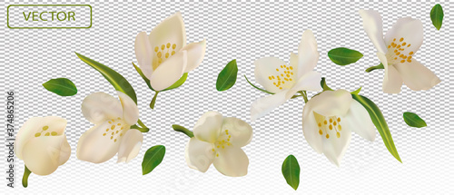 Obraz na plátně White flower jasmine with green leaf