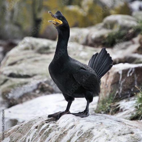 A Cormorant on a rock
