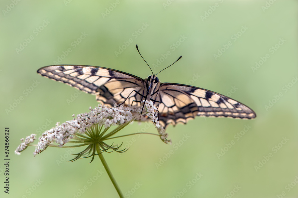 Wonderful butterfly Papilio machaon on a summer day basking in the dry grass Wonderful butterfly Papilio machaon on a summer day basking in the dry grass