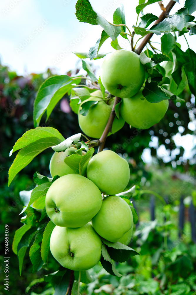 Hanging branch of the Apple tree is full of Apple fruits. Hanging branch of the Apple tree is full of Apple fruits.
