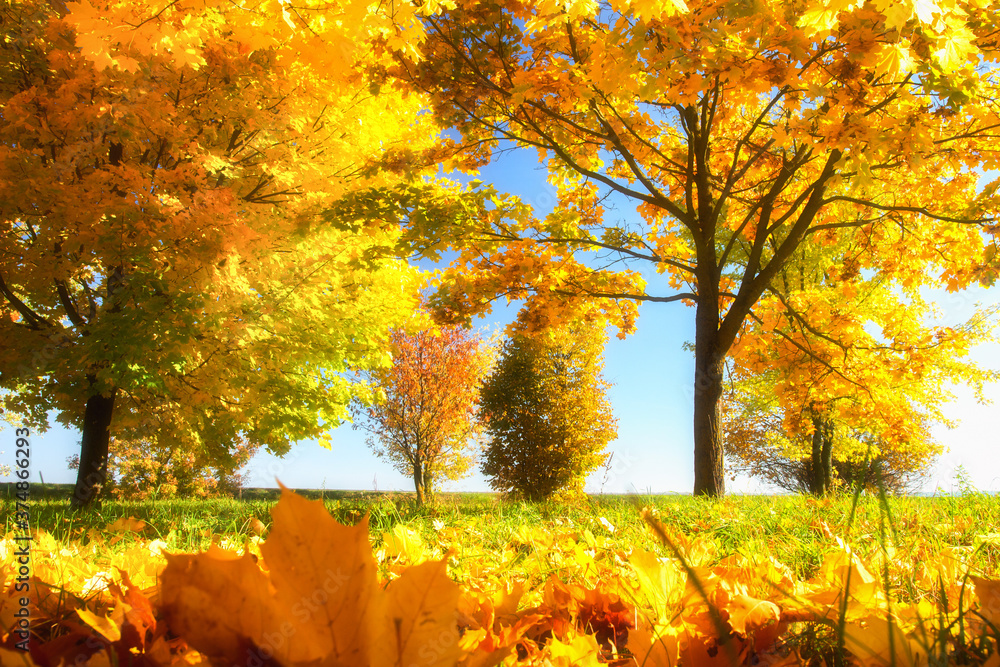 Autumn landscape. Sunny morning in the forest. Autumn yellow leaves fall on ground.