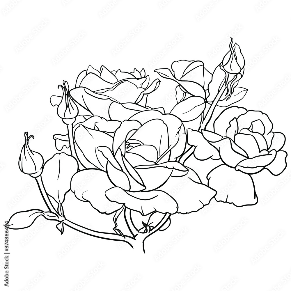 Hand drawn vector of rose flower isolated on white background for coloring page. Black and white stock illustration of plant for coloring book. Hand drawn vector of rose flower isolated on white background for coloring page. Black and white stock illustration of plant for coloring book.
