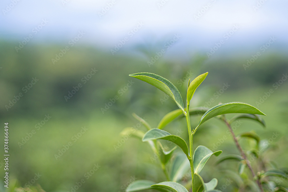 Obraz premium Close-up of green tea leaves in tea plantation