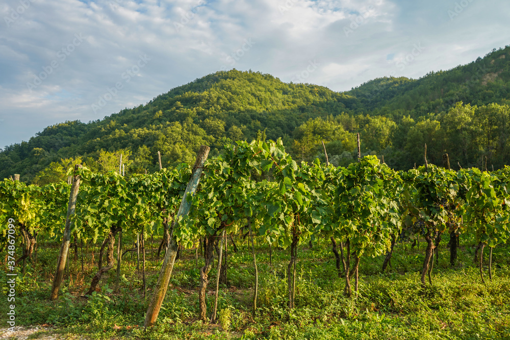 landscape of vineyard, nature background