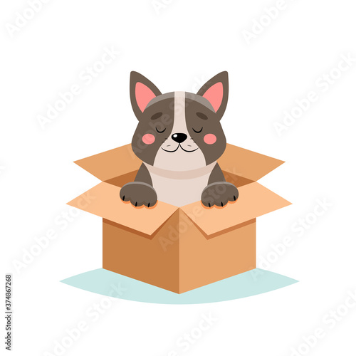 Adopt a pet - cute dog in a box, isolated on white background