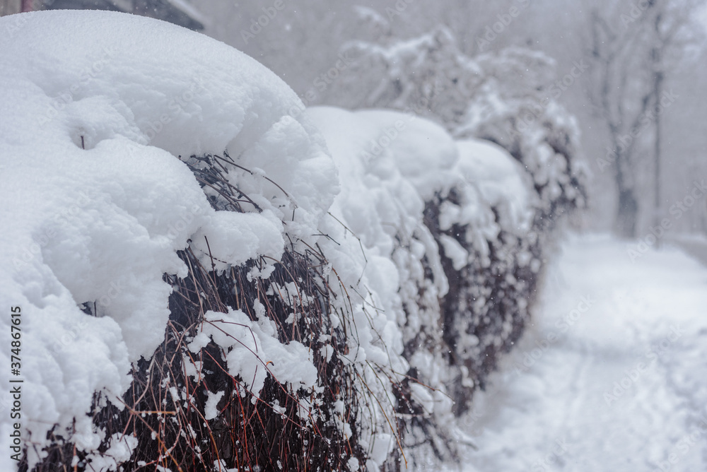 Bushes in winter city park covered with fresh snow Bushes in winter city park covered with fresh snow
