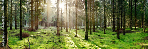 Coniferous forest with the ground covered with moss in the light of the morning sun
