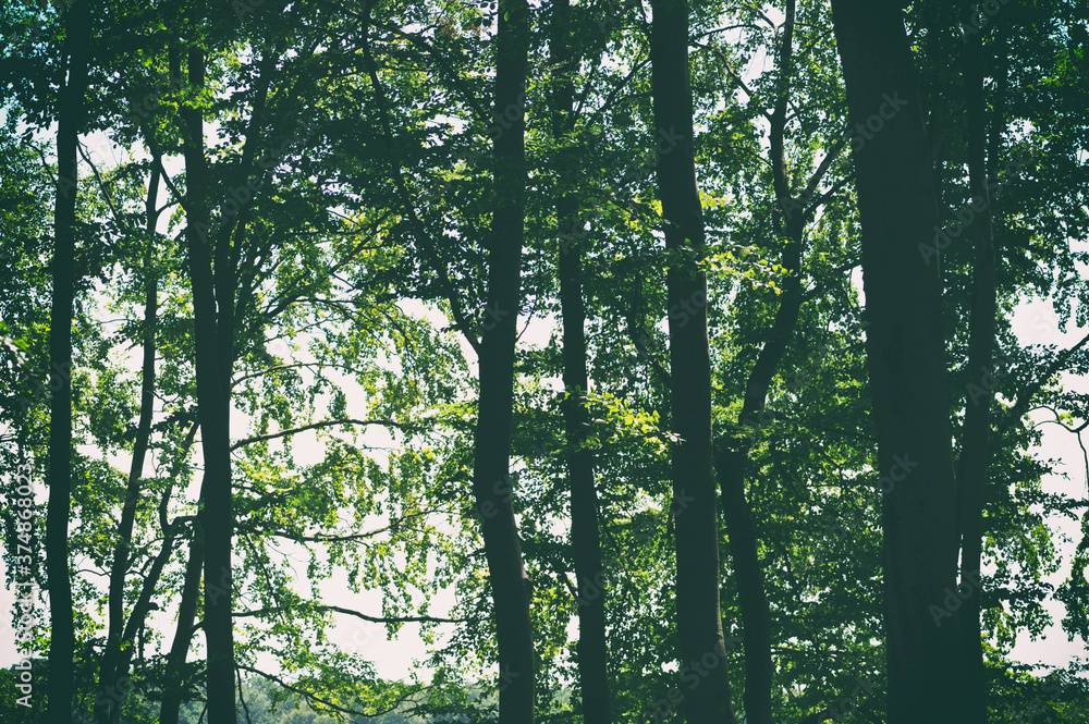 Fototapeta premium Beech forest in spring, canopy of trees