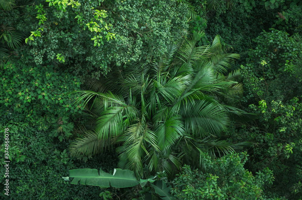 Fototapeta tropikalna roślinność liście zielone