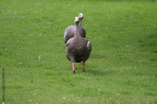 A view of a Cape Barren Goose