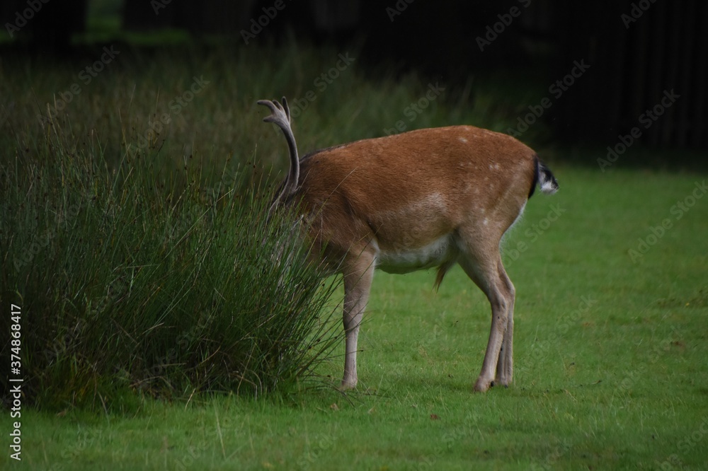 Fototapeta premium Beautiful young fallow stag deer at Dunham Massey