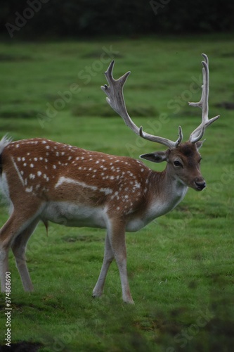Beautiful  young fallow stag deer at Dunham Massey