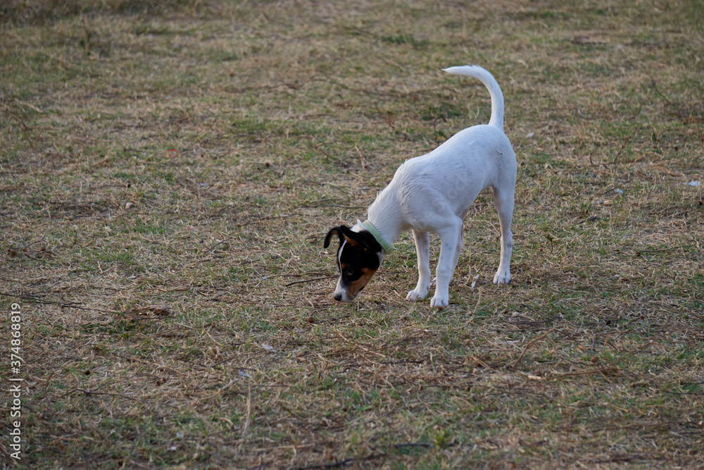 cute little white dog with black face sniffing the grass in a dog park